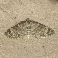 Eupithecia cimicifugata thumbnail 1