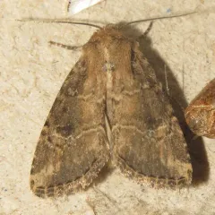 United Cutworm thumbnail 1