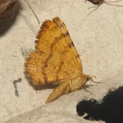 Rusty Speranza Moth thumbnail 1