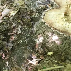 scaly ink cap thumbnail 4