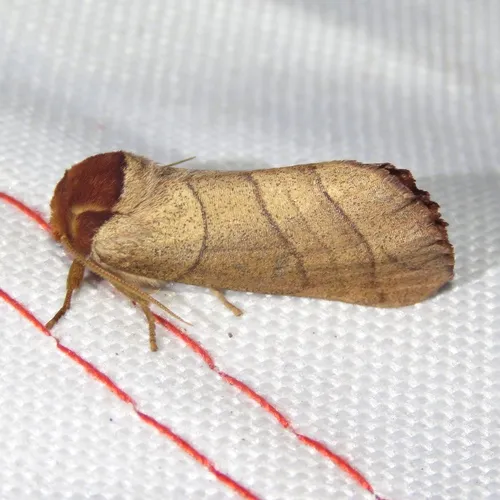 Yellow-necked Caterpillar Moth