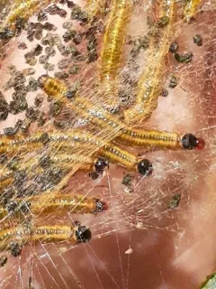 Cherry Webspinning Sawfly thumbnail 2
