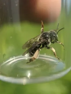 Macropis patellata thumbnail 2
