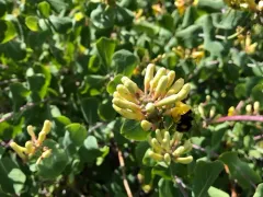 chaparral honeysuckle thumbnail 3