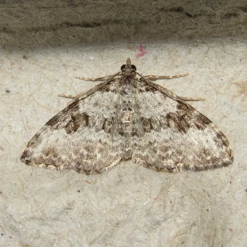 Broken-banded Carpet