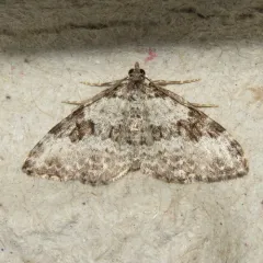 Broken-banded Carpet thumbnail 1