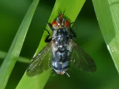 Copecrypta ruficauda thumbnail 2