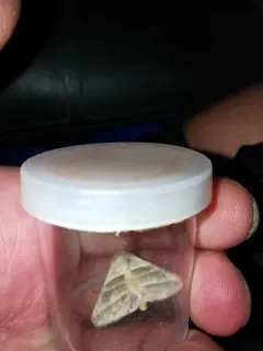 Subflexus Straw Moth thumbnail 3