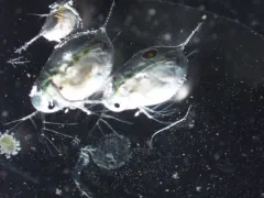 Daphnia catawba thumbnail 3