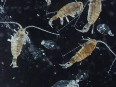 Epischura lacustris thumbnail 2