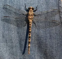 Gray Petaltail thumbnail 4