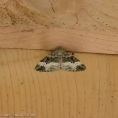 Common Carpet Moth thumbnail 2