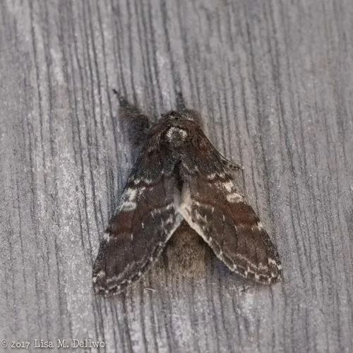 Chocolate Prominent