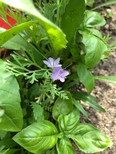 carpet crane's-bill