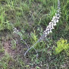 prairie false indigo thumbnail 4