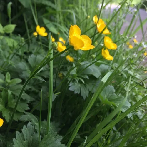 Creeping buttercup