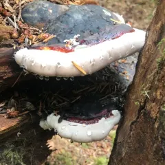 Ochre-banded Conk thumbnail 2