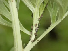 Absinthe aphid thumbnail 4