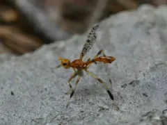 Pyrgotella chagnoni thumbnail 3