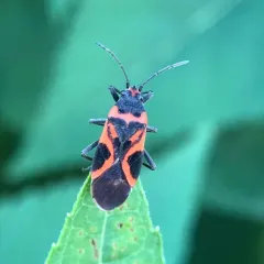 False Milkweed Bug thumbnail 4