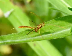 Grotea californica thumbnail 2