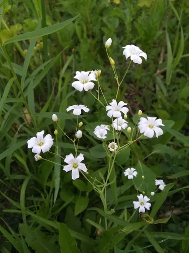 greater stitchwort