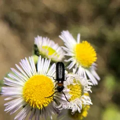 Eastern Black-headed Nemognatha thumbnail 2