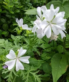 Greater Musk-mallow thumbnail 2