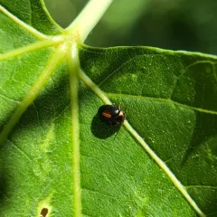 Red-sutured Marsh Beetle thumbnail 4