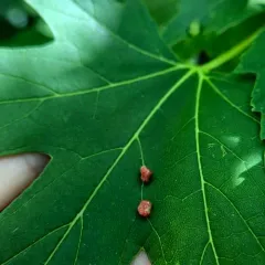 Maple Bladdergall Mite thumbnail 2