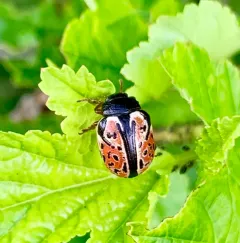 Ninebark Calligrapha Beetle thumbnail 3