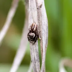 Bronze Jumping Spider thumbnail 3