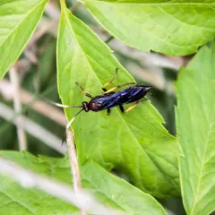 Ichneumon centrator thumbnail 4