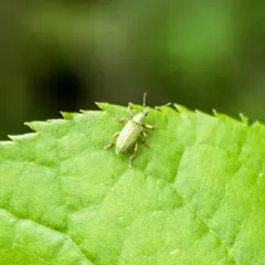 Green Immigrant Leaf Weevil thumbnail 2