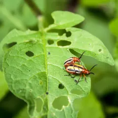 Three-lined Potato Beetle thumbnail 4