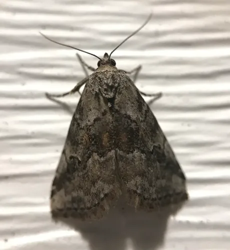 White-lined Graylet