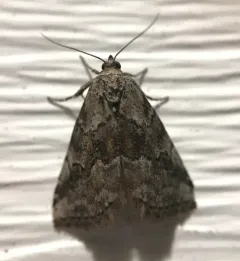 White-lined Graylet thumbnail 1