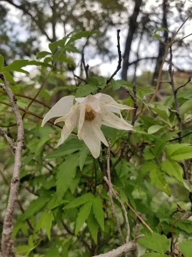 Alpine Clematis