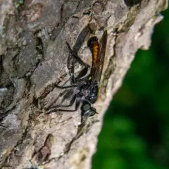 Arrowhead Laphria thumbnail 2