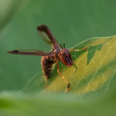 Brown Wasp Mantidfly thumbnail 2