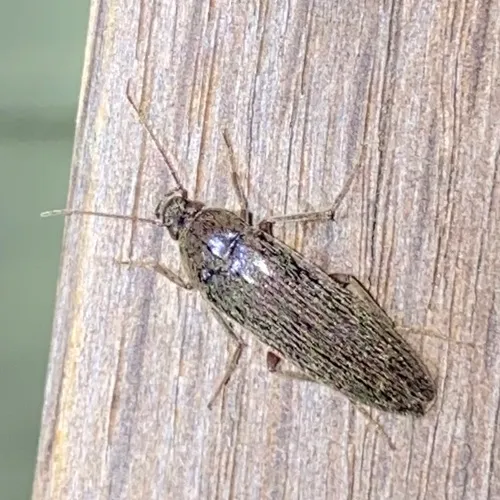 Punctate Synchronized Bark Beetle