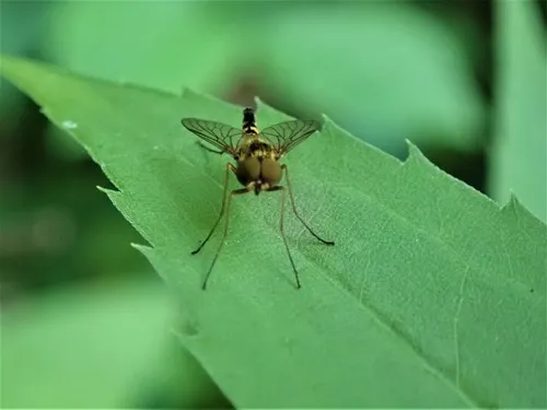 banded snipe fly