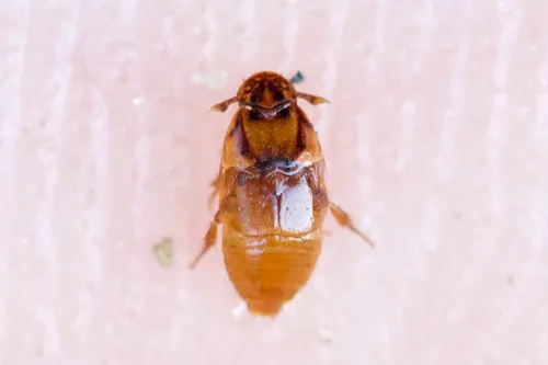 Beaver Beetle