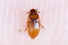Beaver Beetle thumbnail 1