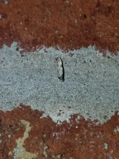 Pecan Bud Moth thumbnail 4