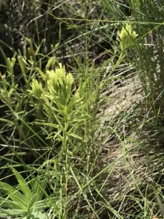 Deer Paintbrush thumbnail 4