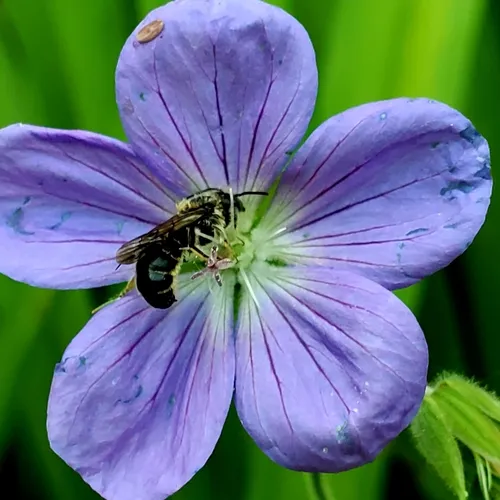 Rampion Scissor Bee