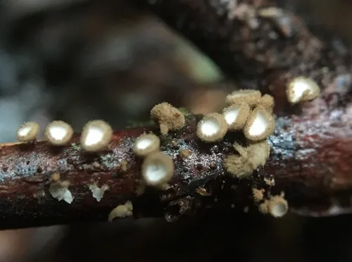 Brunnipila calyculiformis