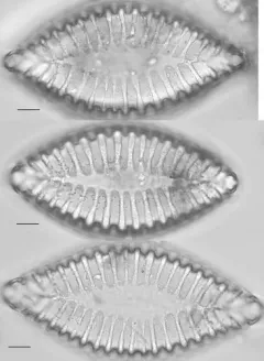 Iconella bifrons thumbnail 4