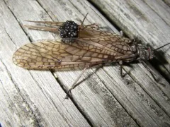 Appalachian Salmonfly thumbnail 4
